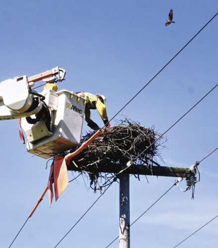 A change in nest